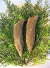 枯丸サバ節.jpg